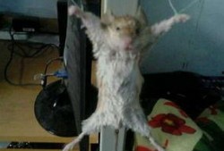 老鼠视频爆料,视频爆料背后的惊人真相